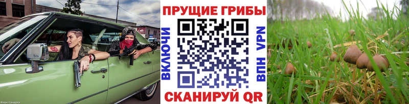 Псилоцибиновые грибы мицелий  купить закладку  Павловск 